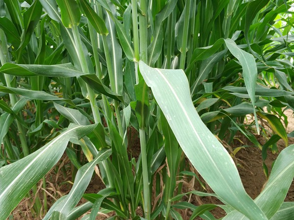 1633742204657494.jpg 甜高粱.jpg