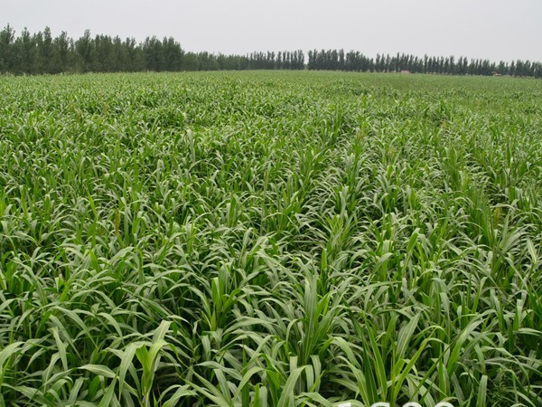 1633742217590256.jpg 甜高粱2.jpg