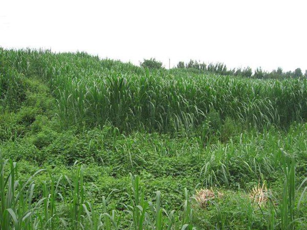 1633742293512915.jpg 皇竹草1.jpg