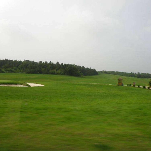 1633866738390874.jpg 高羊茅8_副本.jpg