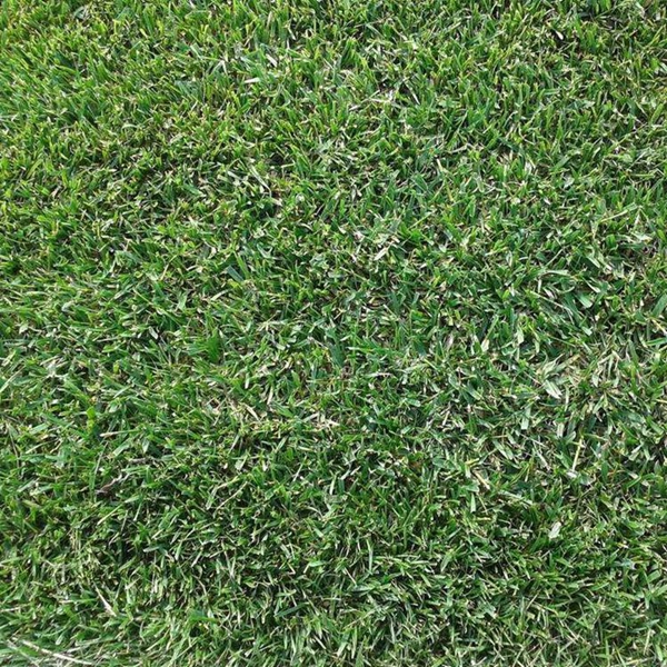 1633866748112903.jpg 高羊茅9_副本.jpg