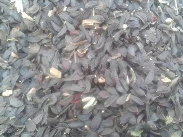 1634718207383975.jpg 苦荬菜.jpg