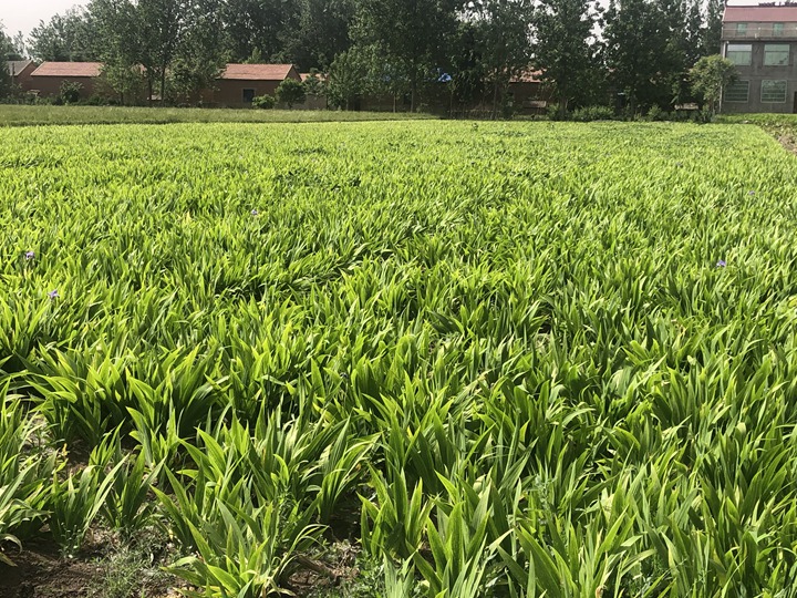 1636617102184609.jpg 鳶尾 (2).jpg