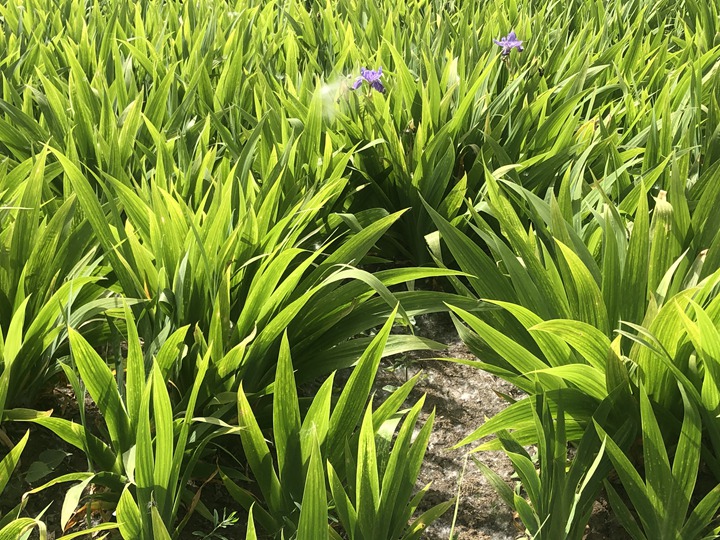 1636617106400696.jpg 鳶尾 (3).jpg