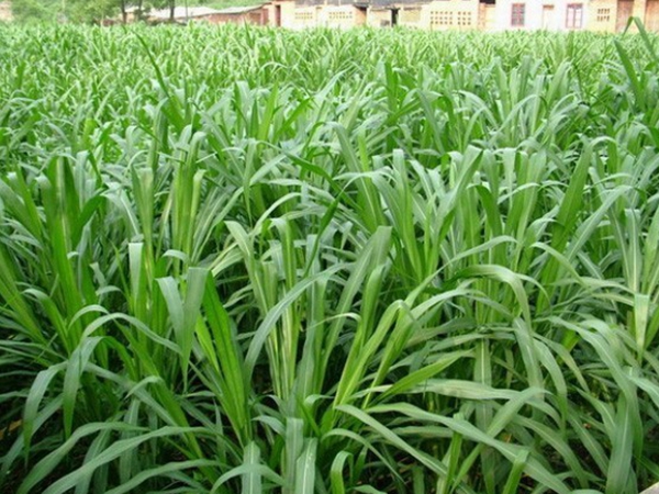 1637293062819707.jpg 皇竹草3.jpg