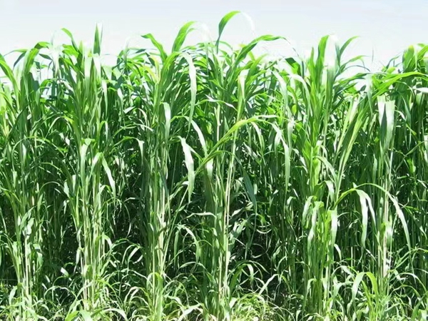 1637293100966944.jpg 皇竹草10.jpg