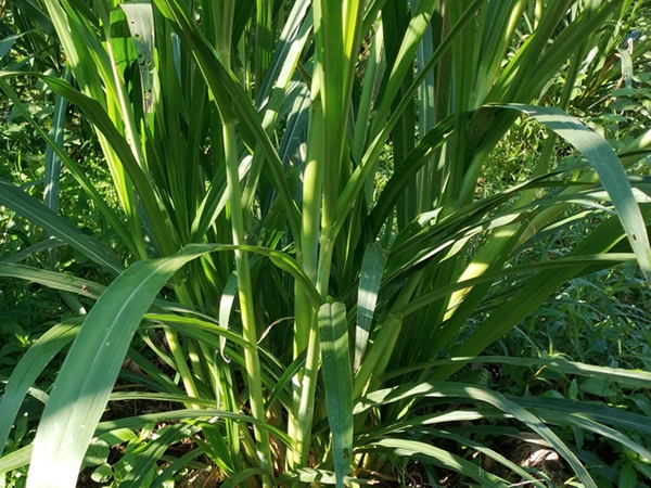 1637294008465036.jpg 皇竹草15.jpg