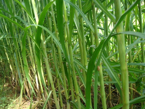 1637294036342252.jpg 皇竹草19.jpg