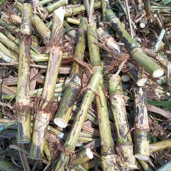 1637294054232574.jpg 皇竹草6.jpg