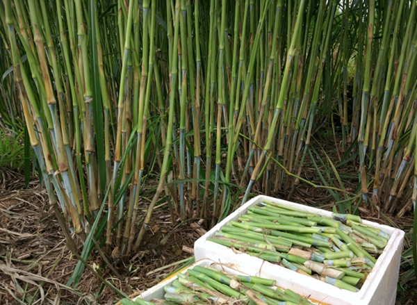 1637294145315728.jpg 皇竹草14.jpg