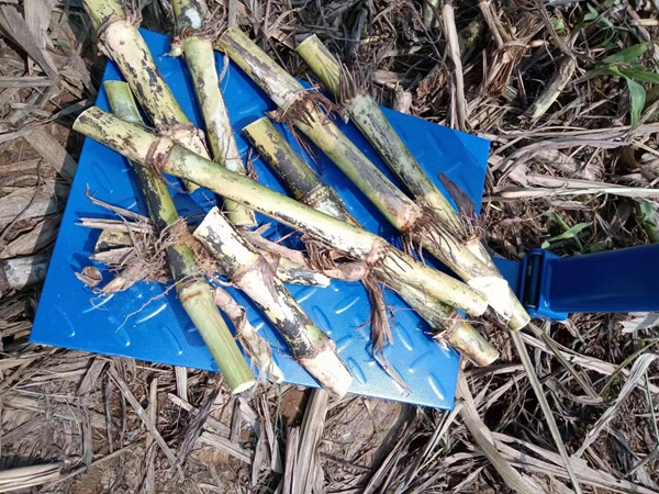 1637400862828047.jpg 皇竹草5.jpg