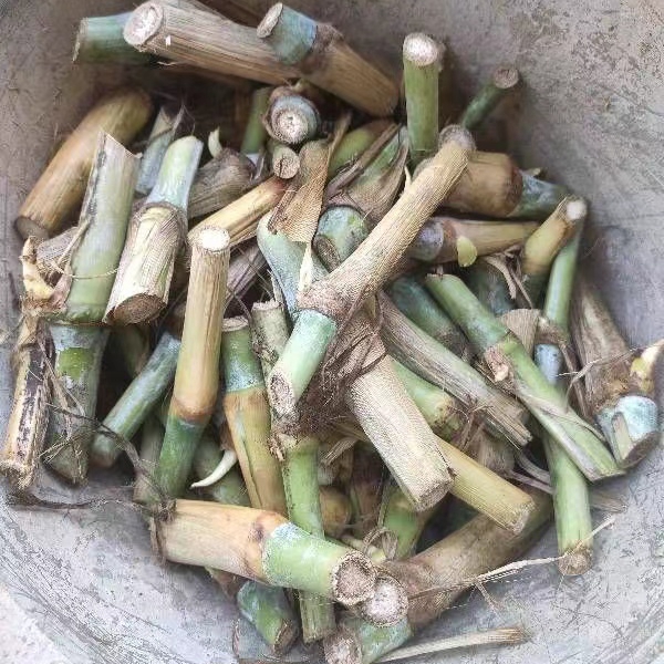 1637400886764122.jpg 皇竹草9.jpg