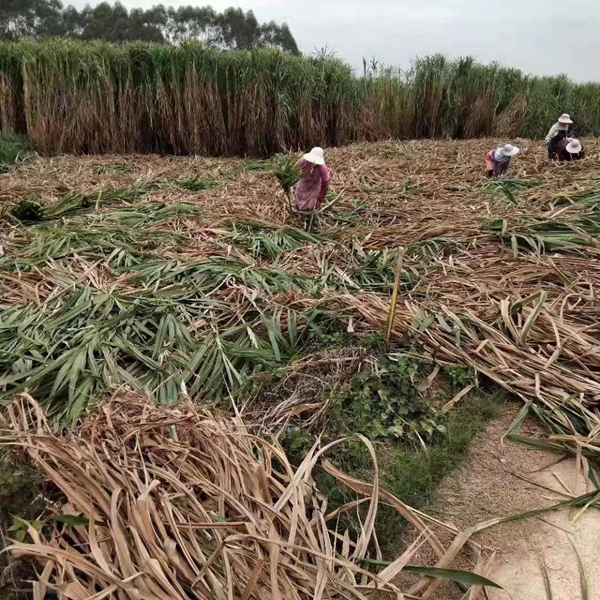 1637400939101791.jpg 皇竹草8.jpg