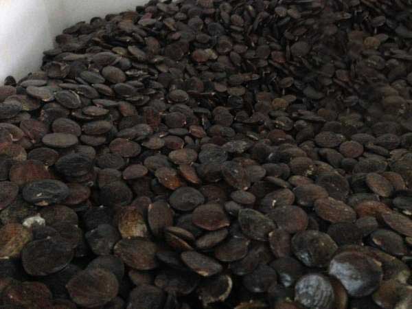 1638609814390422.jpg 紫藤種子1.jpg