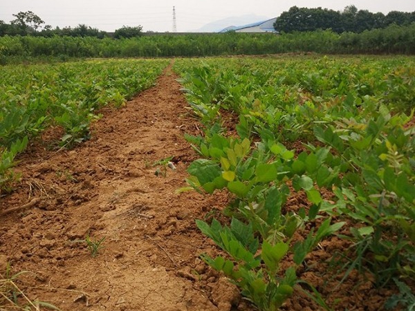 1638609827725310.jpg 紫藤種子2.jpg