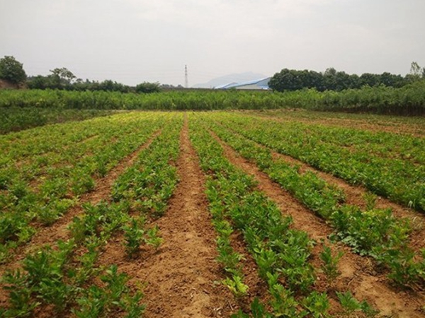 1638609832282182.jpg 紫藤種子3.jpg