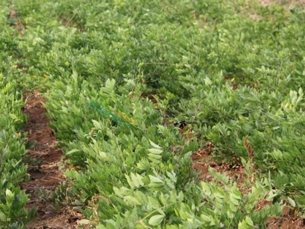 1638611726650445.jpg 紫藤81.jpg