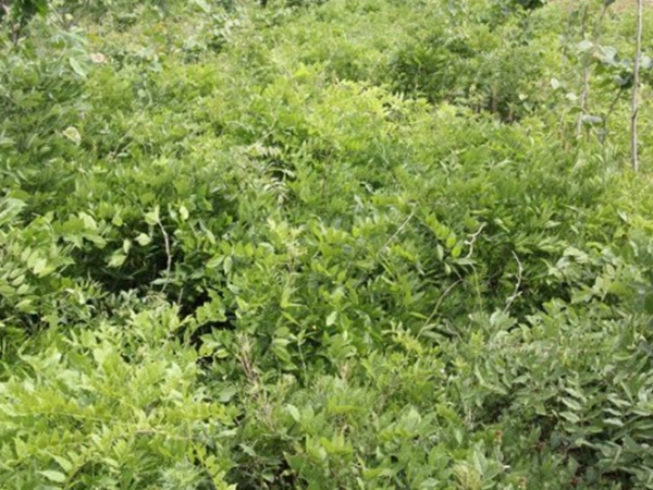 1638611747194316.jpg 紫藤51.jpg