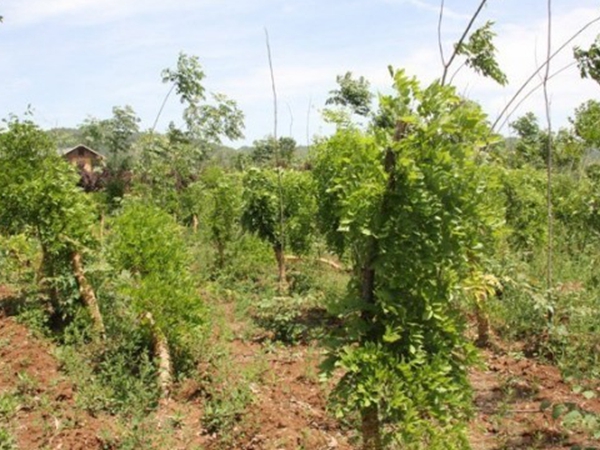 1638618144618730.jpg 紫藤111.jpg