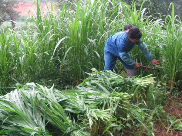 1639125325691360.jpg 皇竹草4.jpg