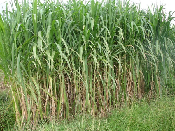 1639133313578410.jpg 皇竹草18.jpg