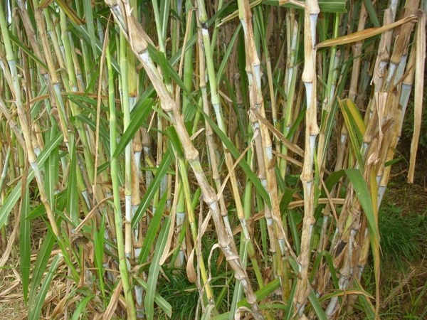 1639133317478572.jpg 皇竹草16.jpg