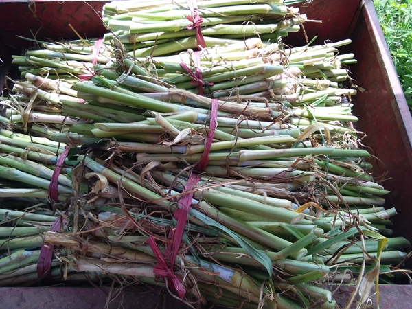 1639133336865609.jpg 皇竹草13.jpg