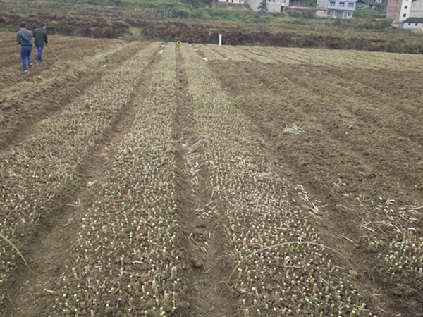 1639480295229338.jpg 皇竹草21.jpg