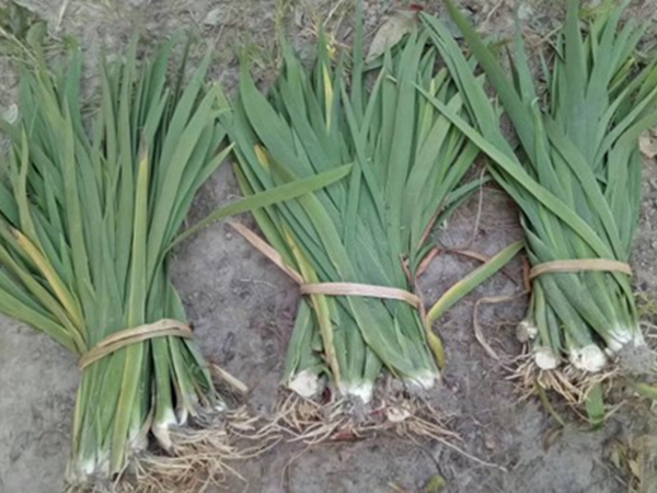 常綠鳶尾 (9).jpg