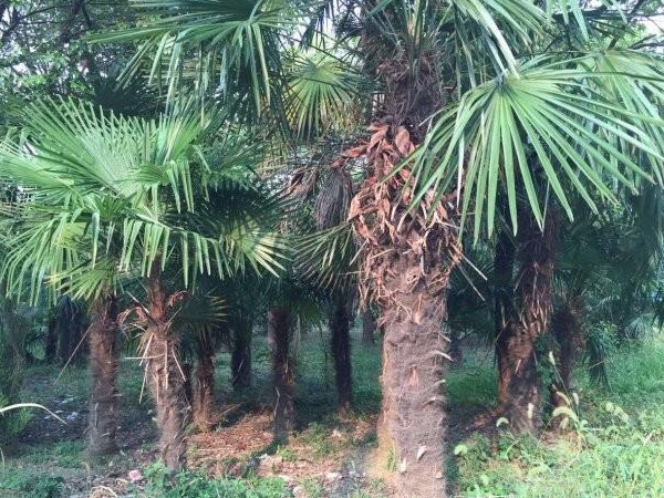 1642075845517273.jpg 棕櫚樹.jpg