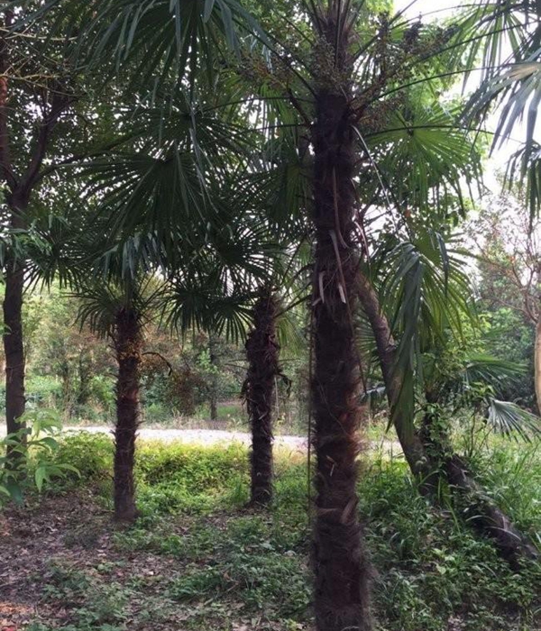 1642075869792083.jpg 棕櫚樹3.jpg