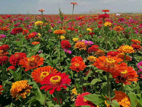 1646915766445938.jpg 野花組合1.jpg