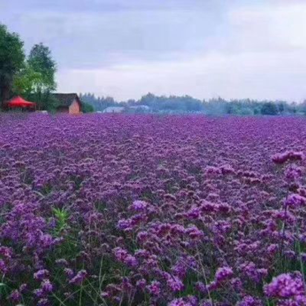 1646915797241956.jpg 野花組合4.jpg