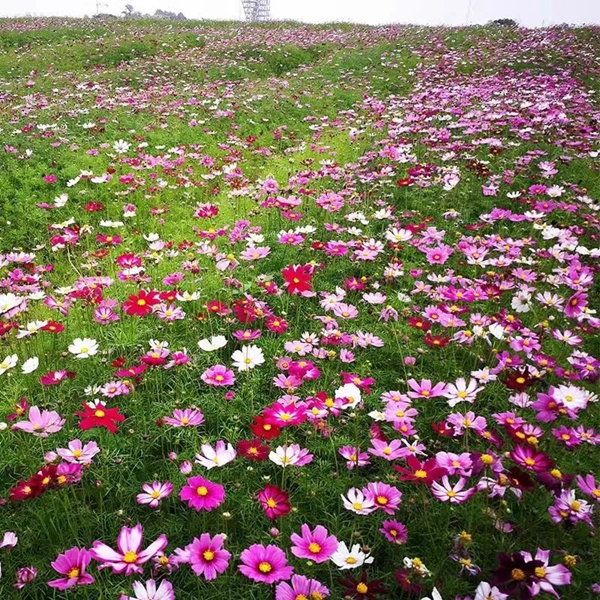 1646915867769367.jpg 野花組合6.jpg