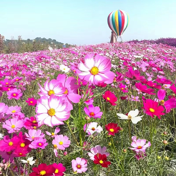 1646917056429946.jpg 野花組合10.jpg