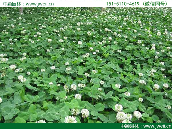 白三葉草8.jpg