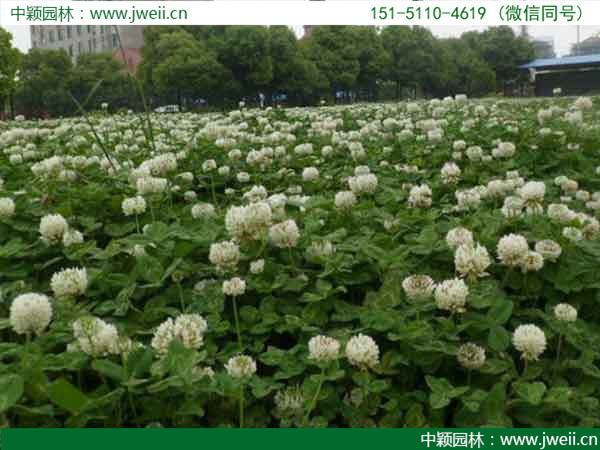 白三葉草9.jpg