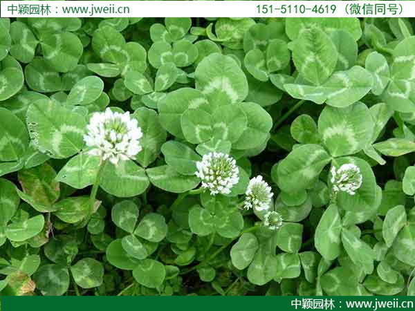 白三葉草4.jpg
