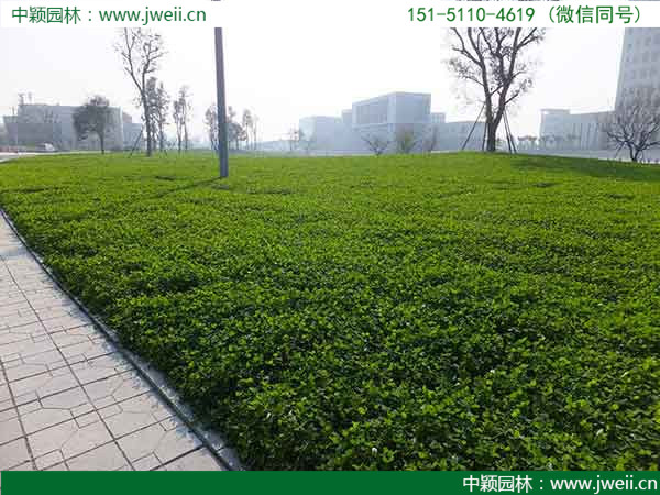 白三葉草13.jpg