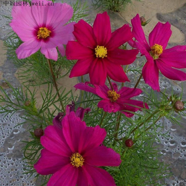 1648033510906343.jpg 格桑花8_副本.jpg