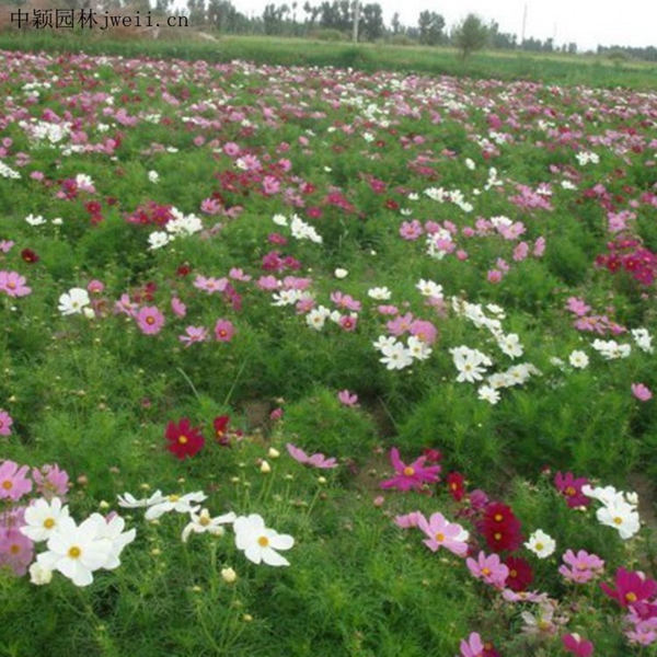 1648033595185197.jpg 格桑花15_副本.jpg