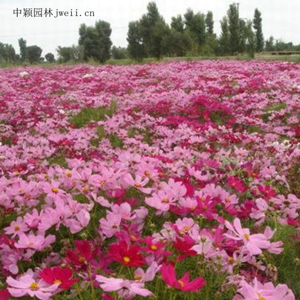 1648033599810770.jpg 格桑花16_副本.jpg