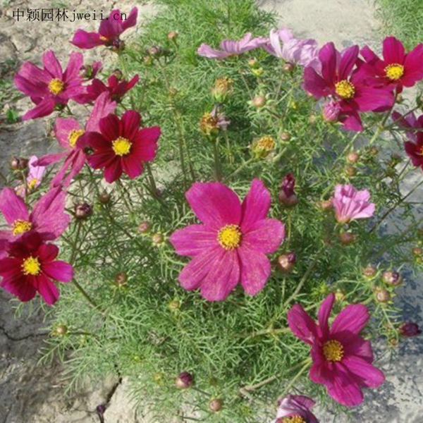 1648035784935058.jpg 格桑花12_副本.jpg