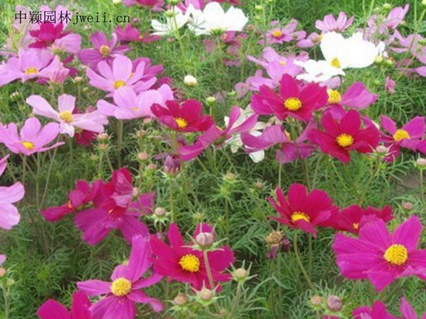 1648035933506016.jpg 格桑花4_副本.jpg