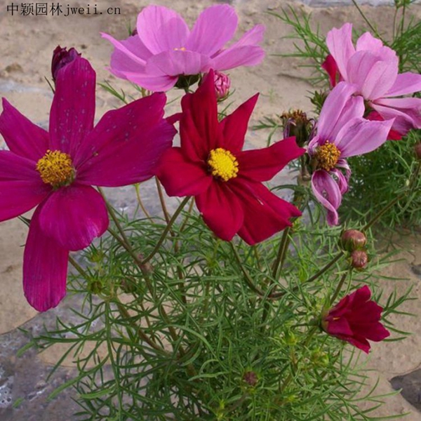 1648035948144689.jpg 格桑花7_副本.jpg