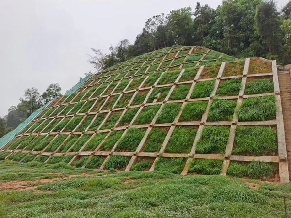 護坡草坪1.jpg