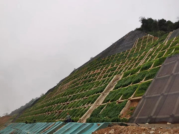 護坡草坪4.jpg