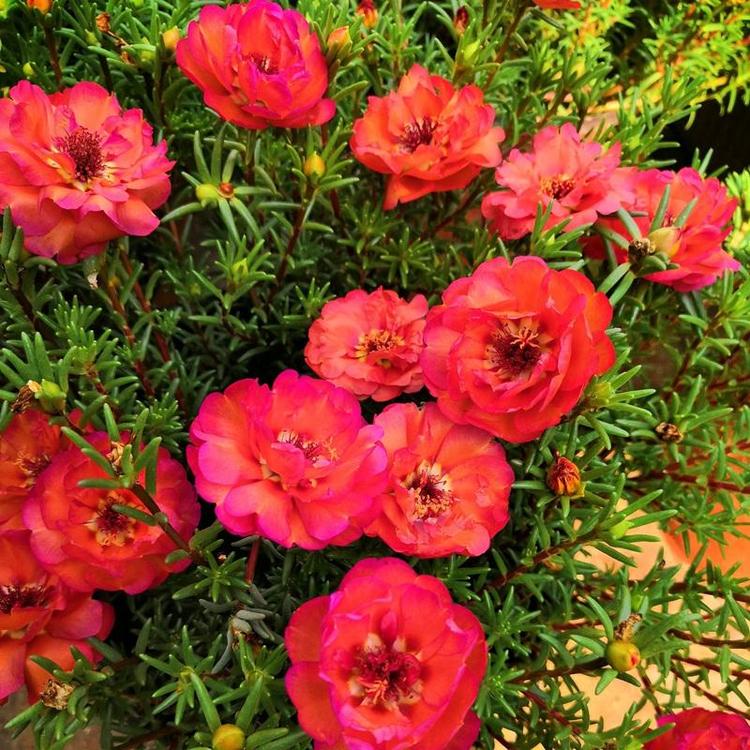 太陽花9.jpg