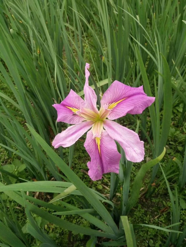 1650003740275190.jpg 常綠鳶尾 (14).jpg