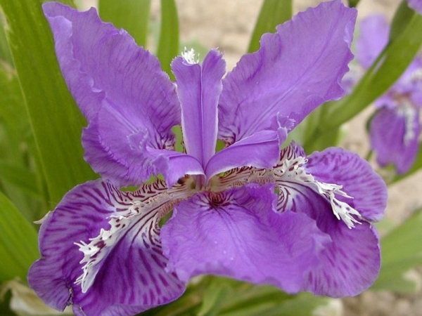 1650456838206103.jpg 鳶尾種子5.jpg